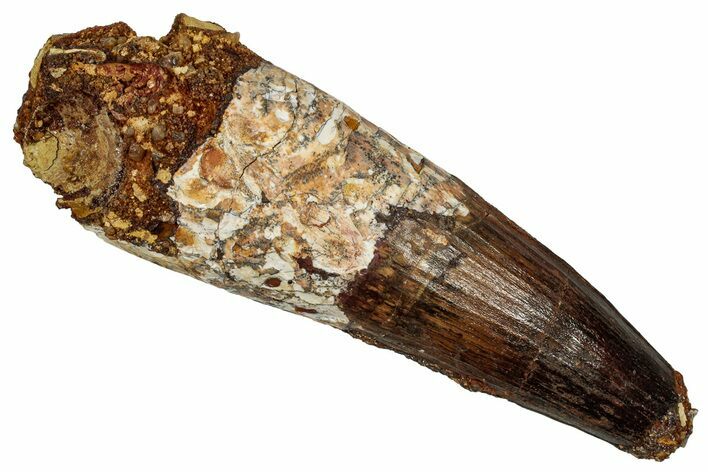 Real Fossil Spinosaurus Tooth - Enormous Dinosaur Tooth #335991
